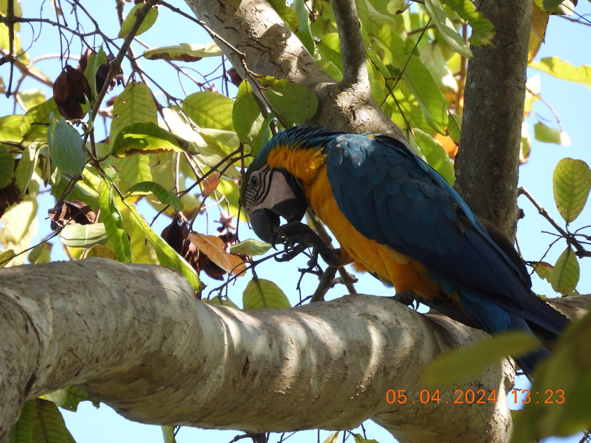 Blue-and-yellow Macaw - ML619001769