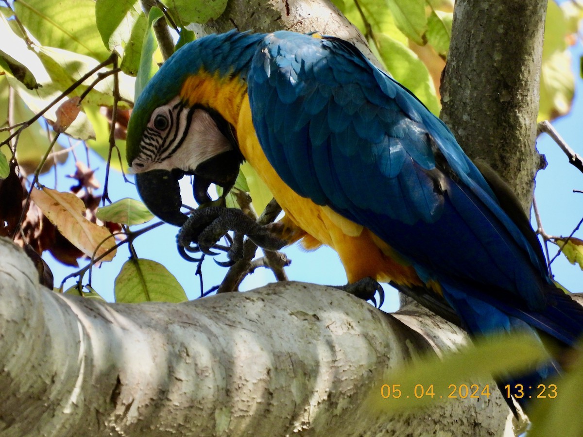 Blue-and-yellow Macaw - ML619001770