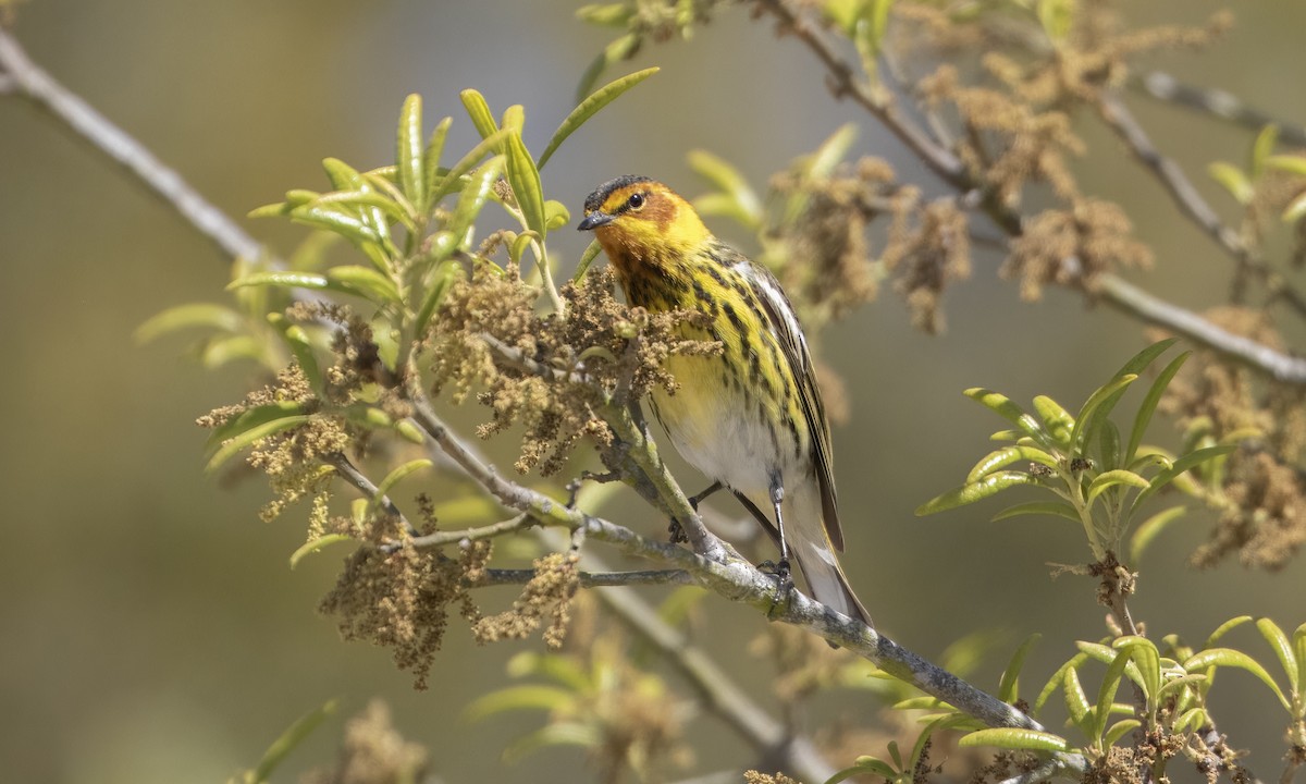 Cape May Warbler - ML619001794