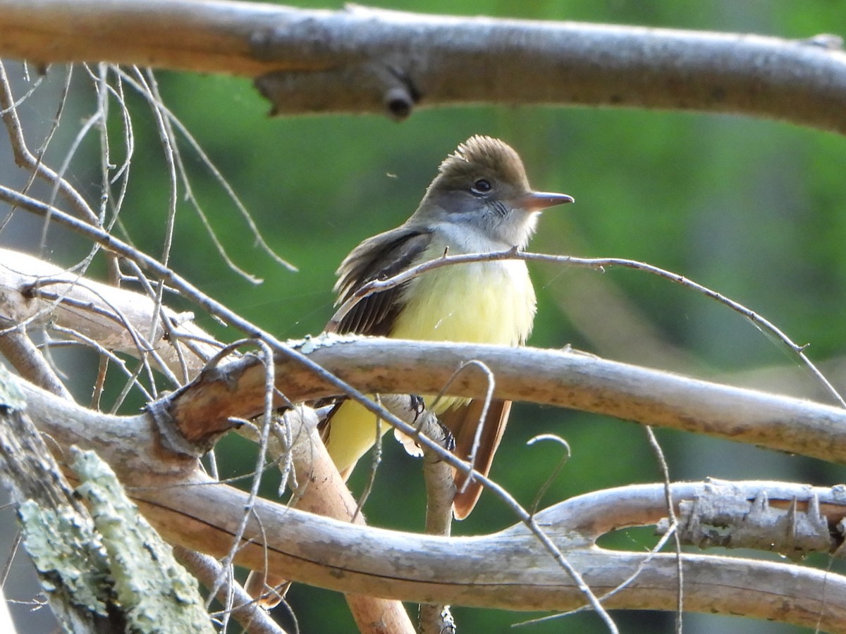 Great Crested Flycatcher - ML619001797