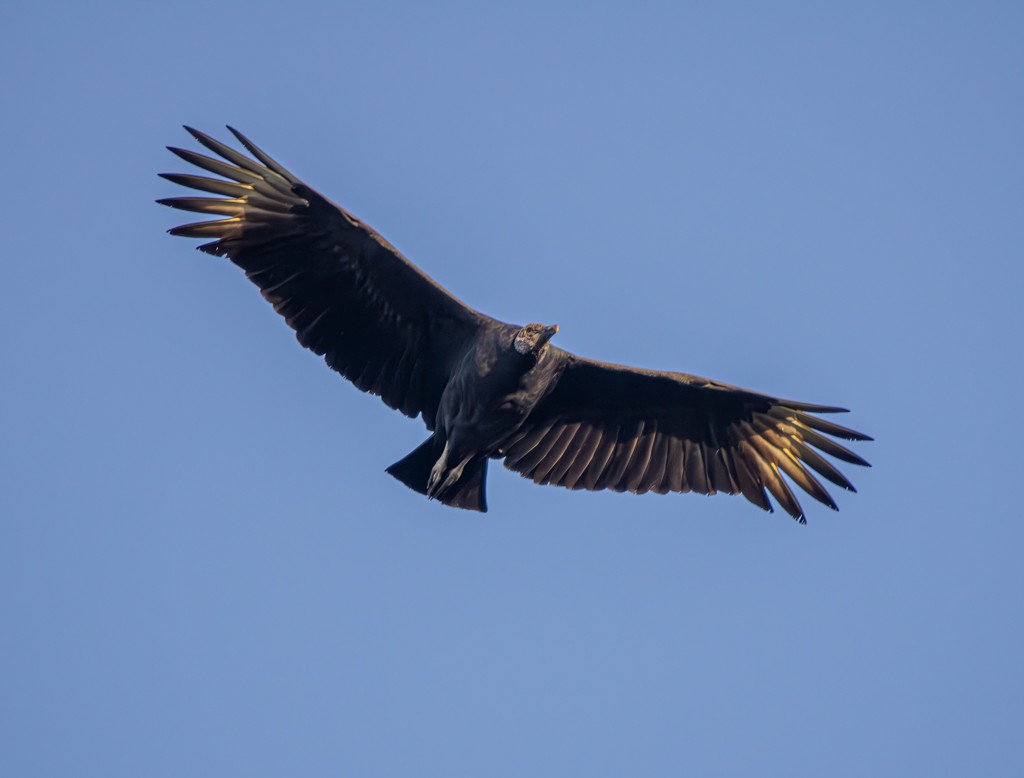 Black Vulture - Felipe Aoyagui