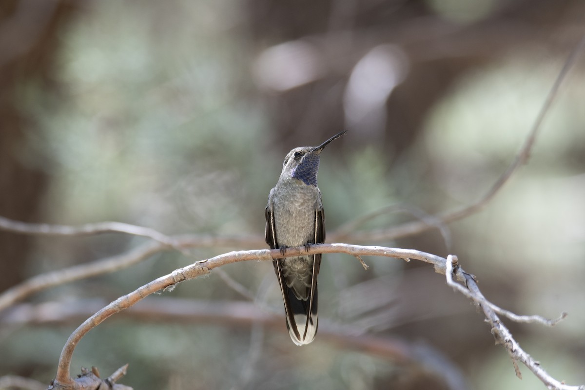 kolibřík blankytohrdlý - ML619001881