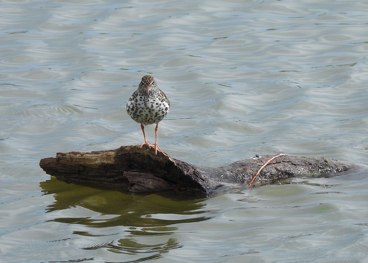 Spotted Sandpiper - Ted Floyd
