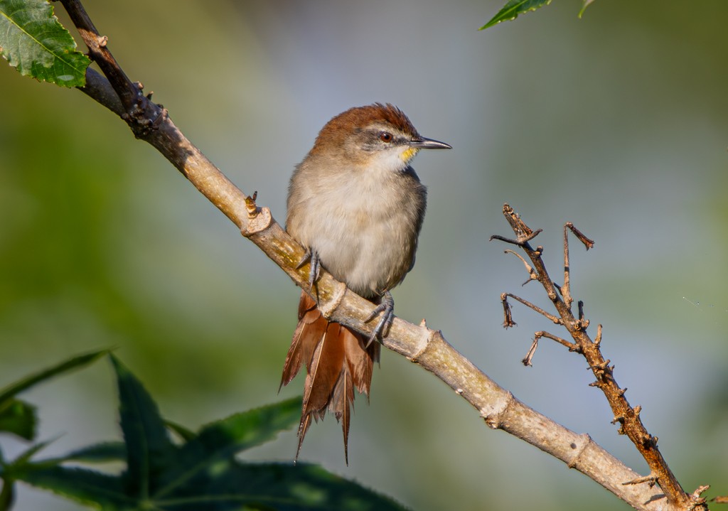Yellow-chinned Spinetail - ML619001932