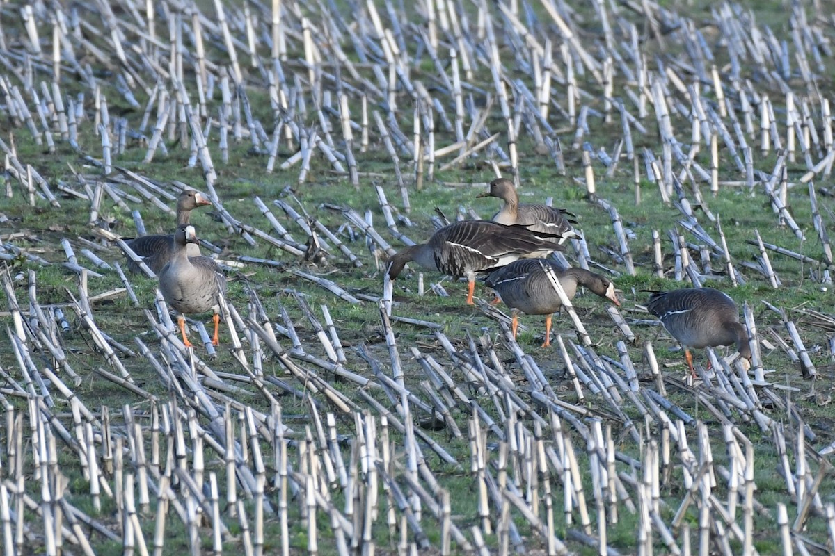 Greater White-fronted Goose - ML619001964
