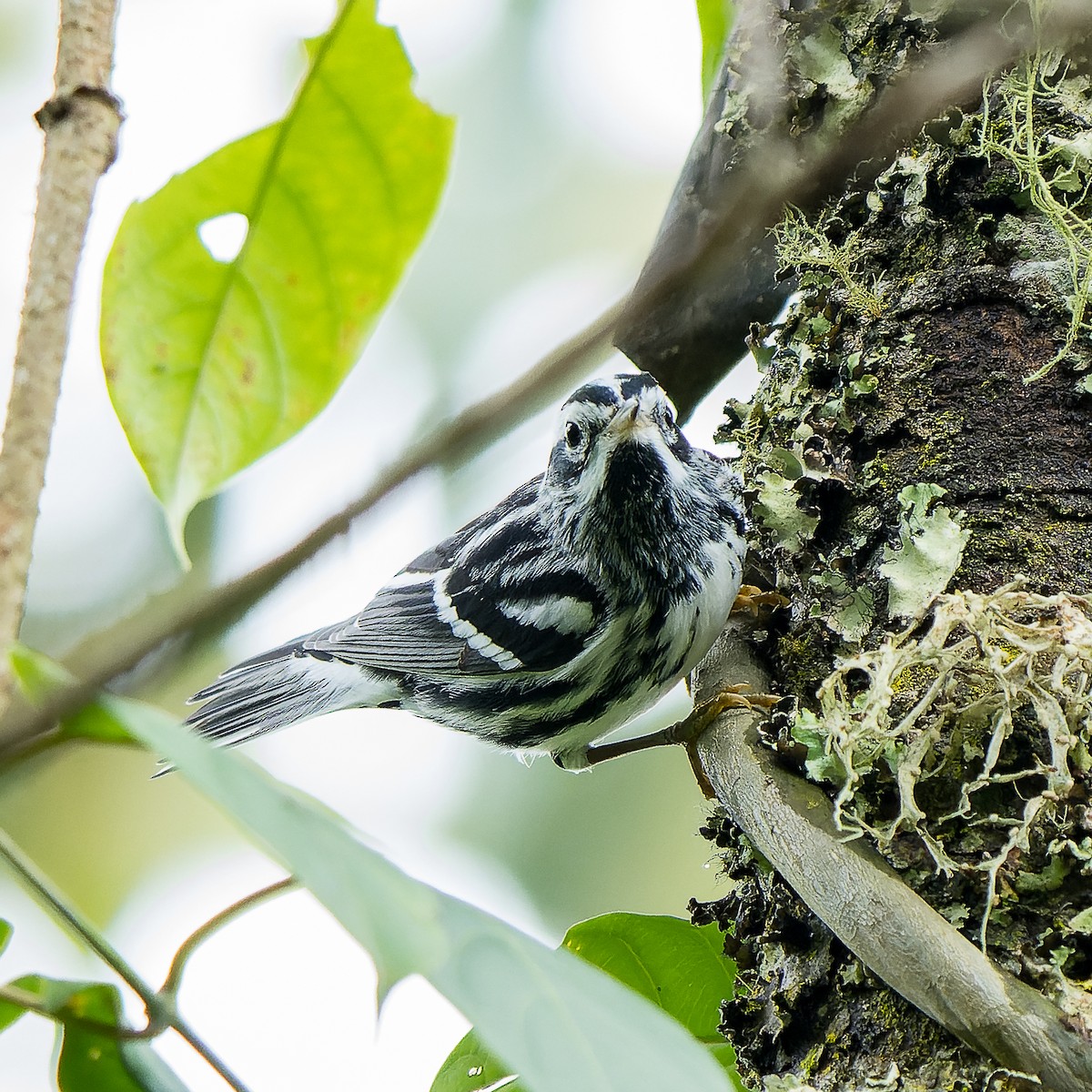 Black-and-white Warbler - ML619001975