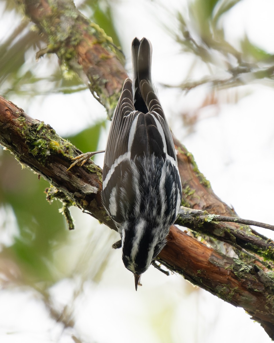 Black-and-white Warbler - ML619001976