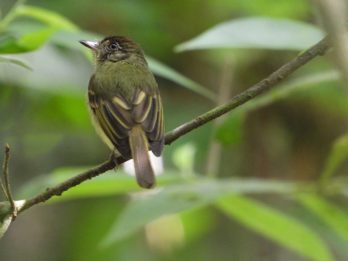 Sepia-capped Flycatcher - ML619001980