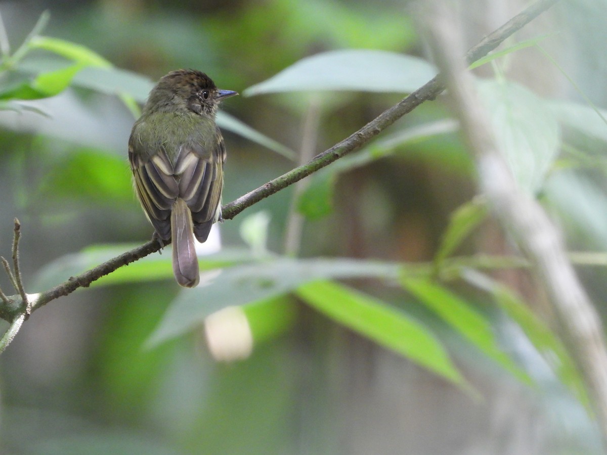 Sepia-capped Flycatcher - ML619001982