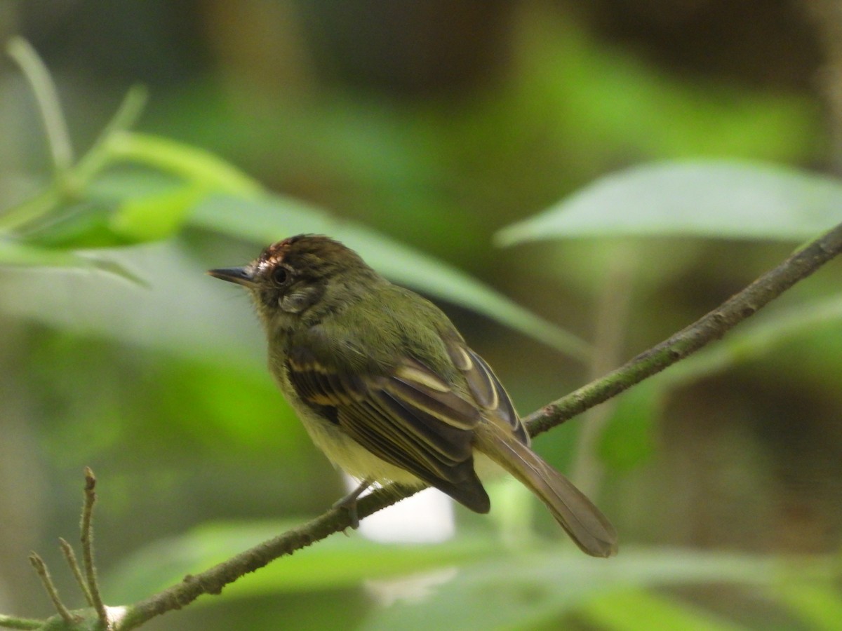 Sepia-capped Flycatcher - ML619001983