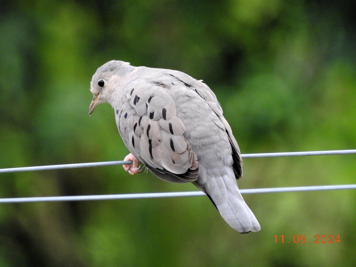 Ecuadorian Ground Dove - ML619001988