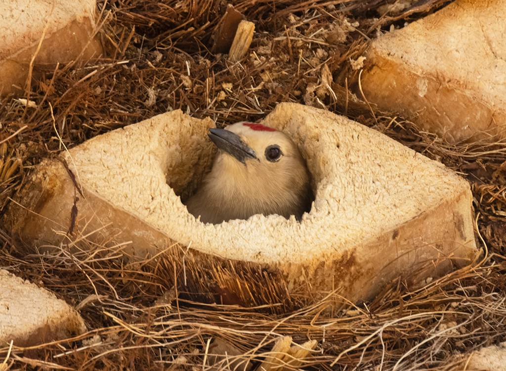Gila Woodpecker - manuel grosselet