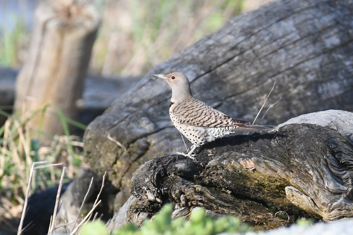 Northern Flicker (Red-shafted) - ML619002010