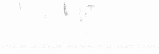 Sittelle à poitrine blanche - ML619002016