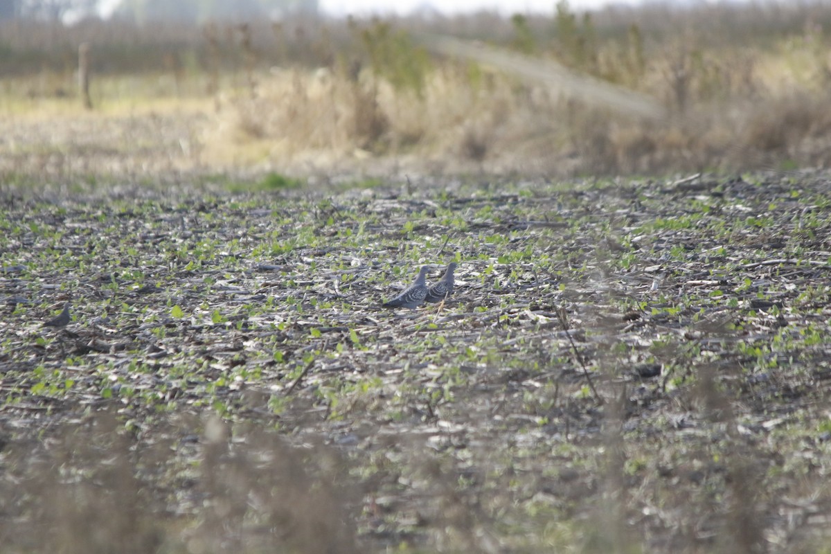 Spot-winged Pigeon - ML619002035