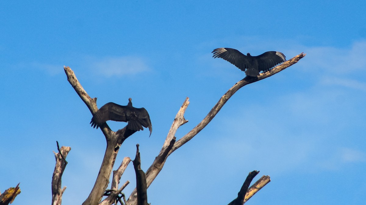 Black Vulture - Anonymous