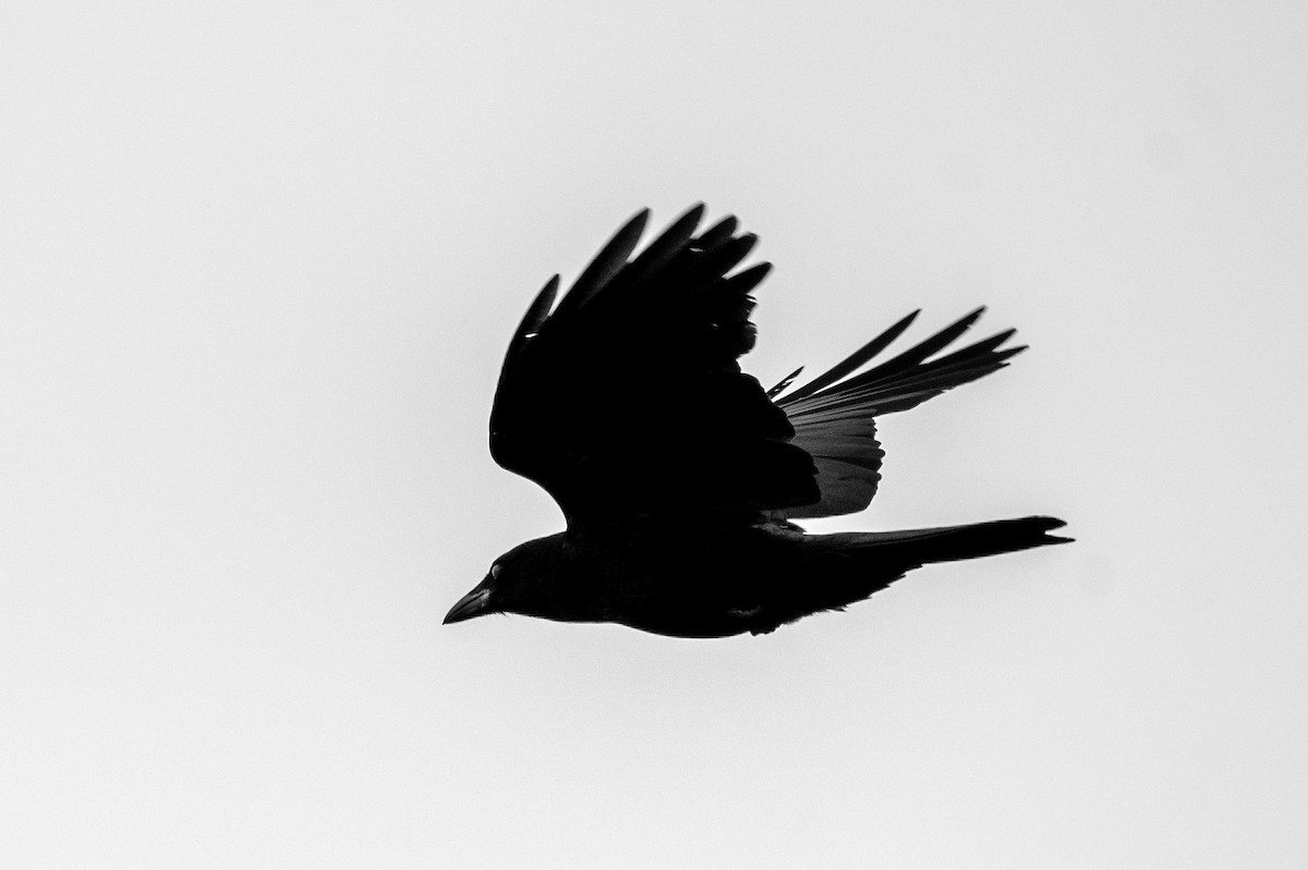 American Crow - ML619002066