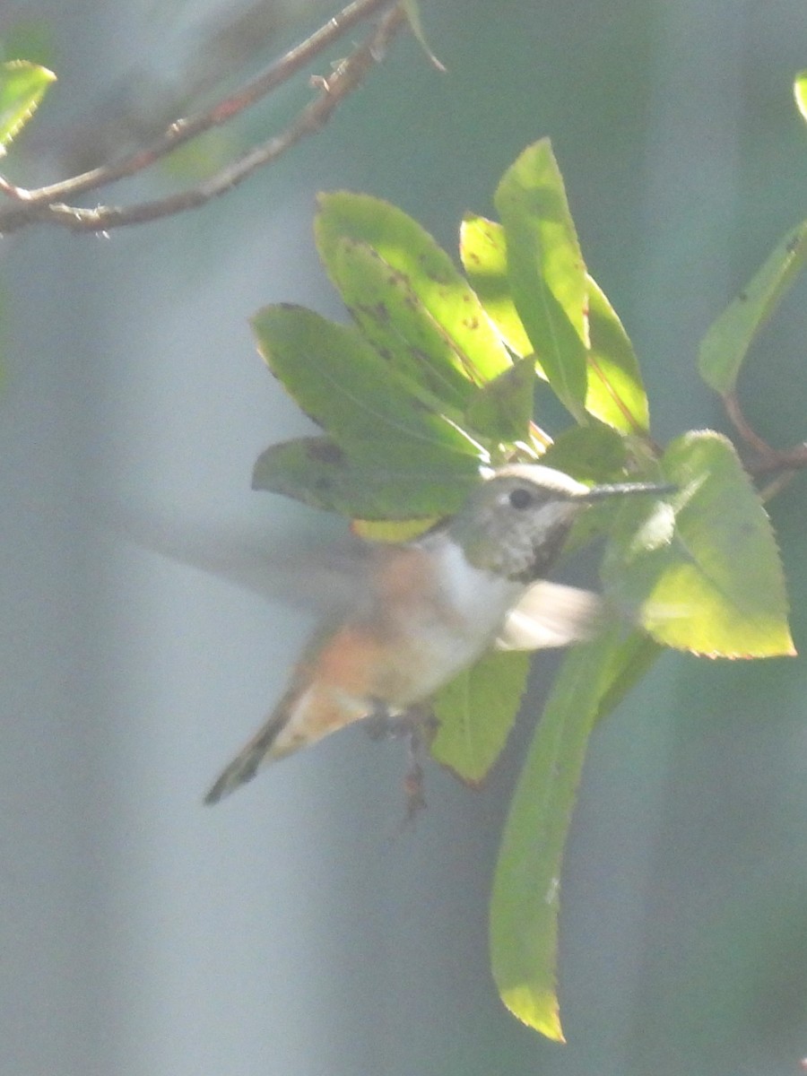 Rufous Hummingbird - ML619002083