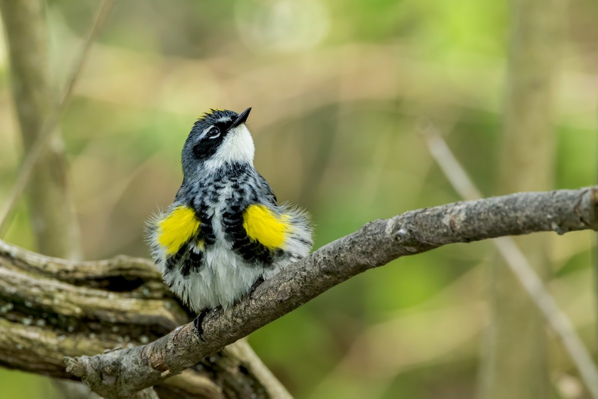 Yellow-rumped Warbler - Ric mcarthur