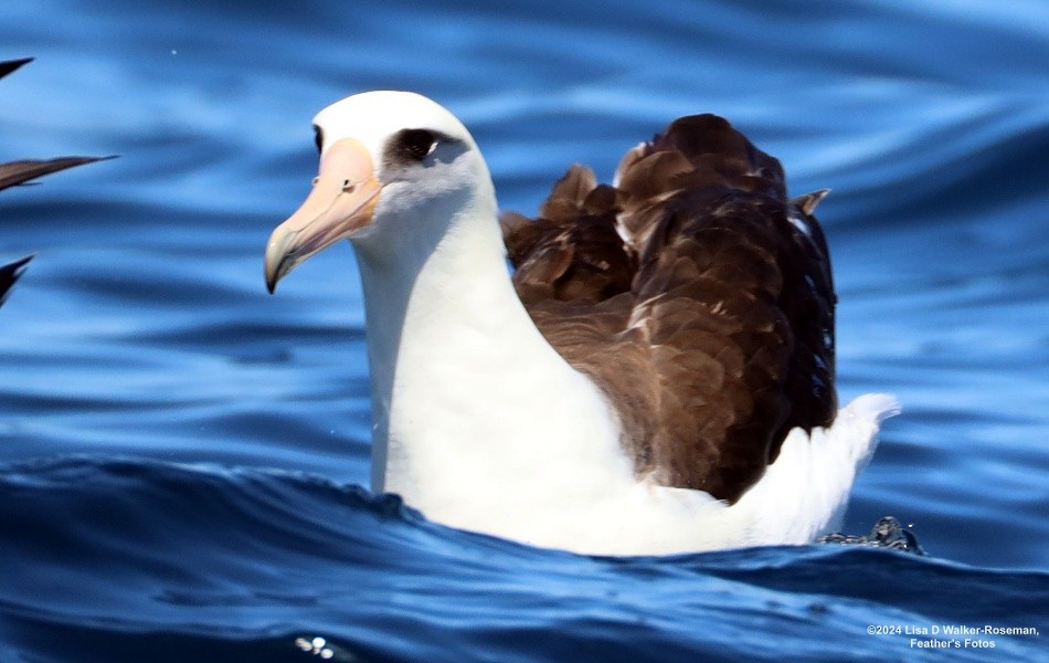 Laysan Albatross - Lisa Walker-Roseman