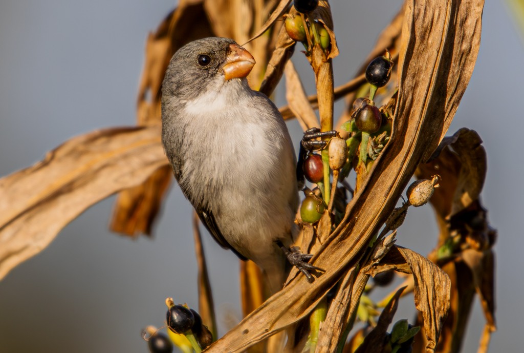 White-bellied Seedeater - ML619002118