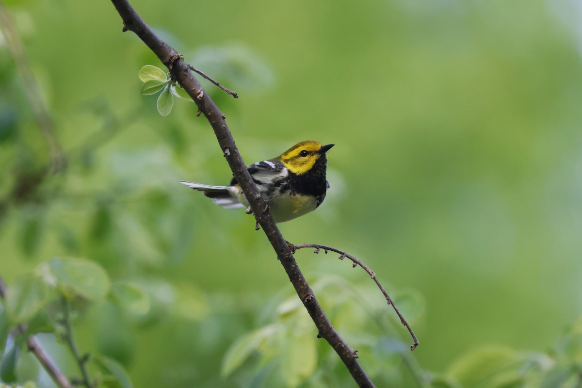 Black-throated Green Warbler - Tracey Chan