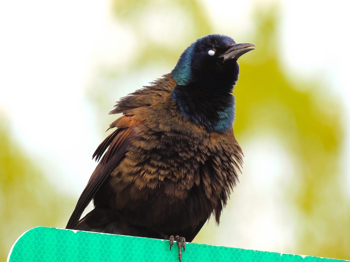 Common Grackle (Bronzed) - Ted Floyd