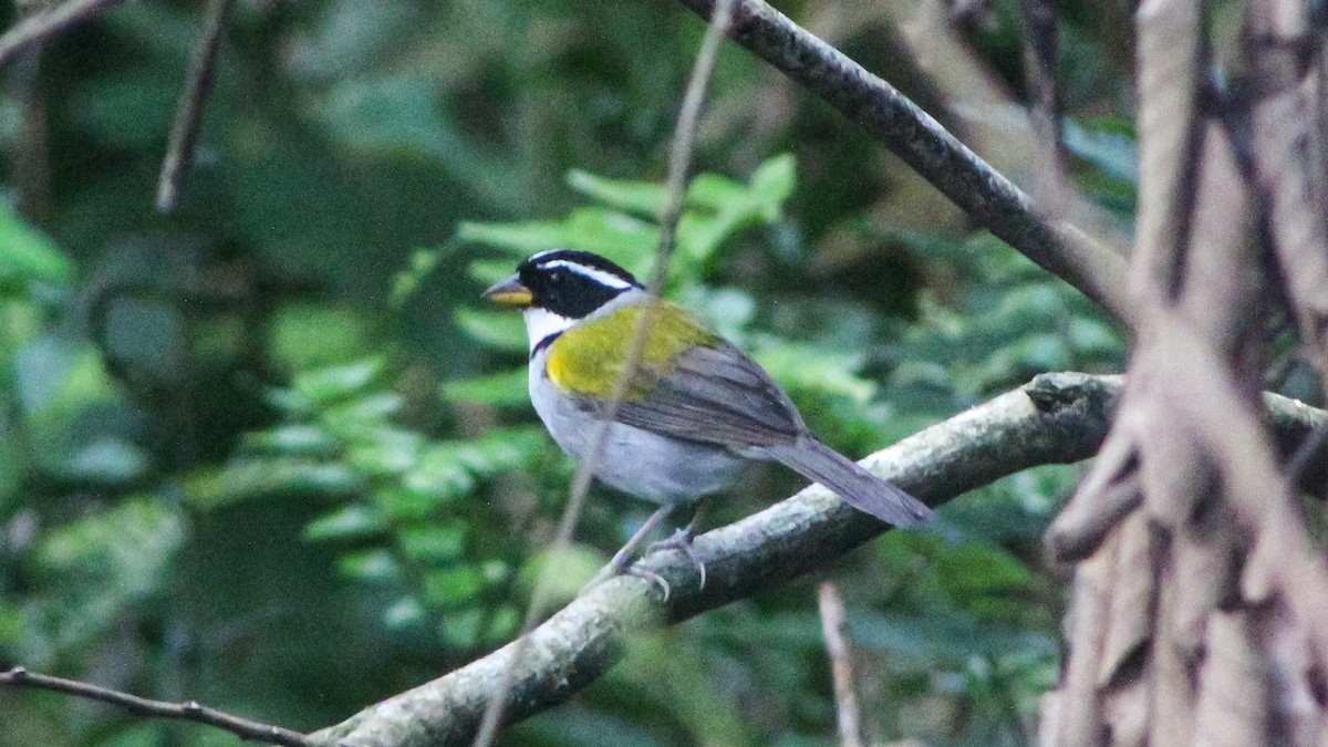 Pectoral Sparrow (Yellow-mandibled) - ML619002144