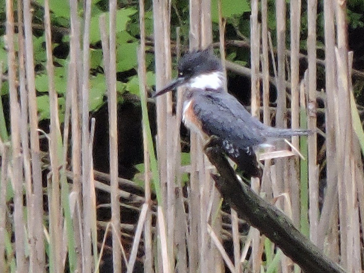 Belted Kingfisher - ML619002158