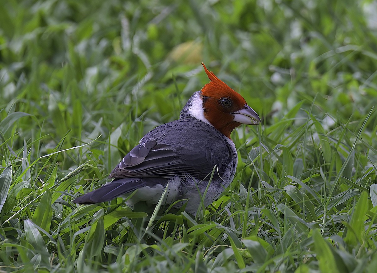 Red-crested Cardinal - ML619002173