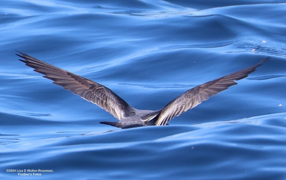 Fork-tailed Storm-Petrel - ML619002175
