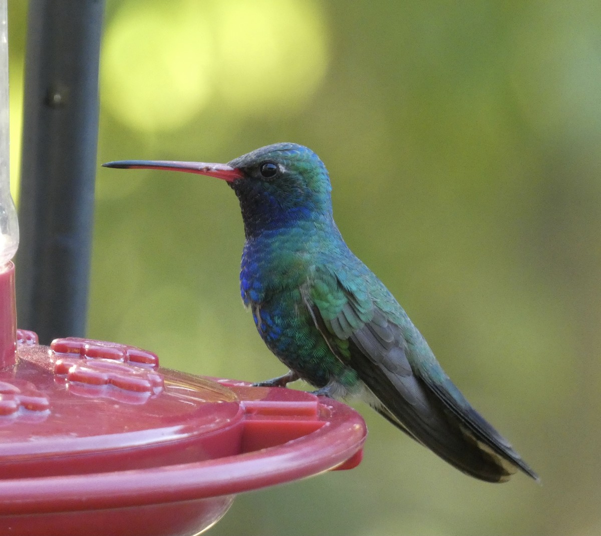 Broad-billed Hummingbird - Rob Selleck
