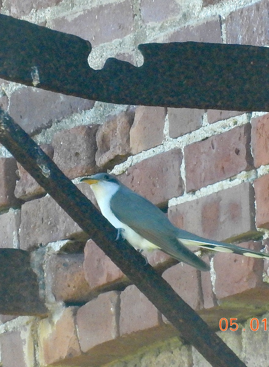 Yellow-billed Cuckoo - ML619002239