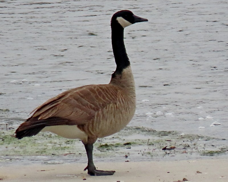 Canada Goose - greg slak