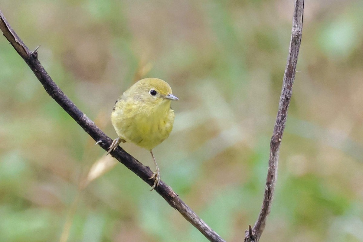 Yellow Warbler (Northern) - Parker Marsh