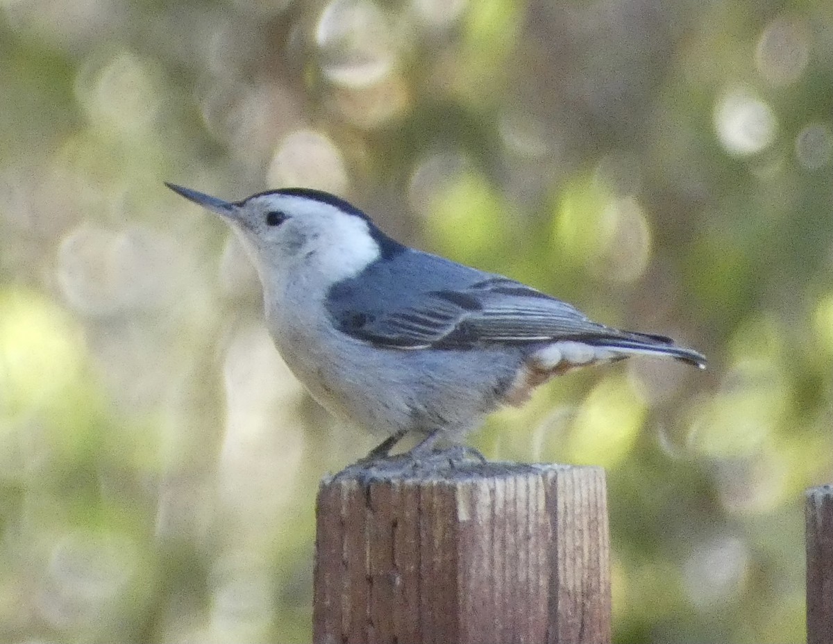 White-breasted Nuthatch - ML619002283