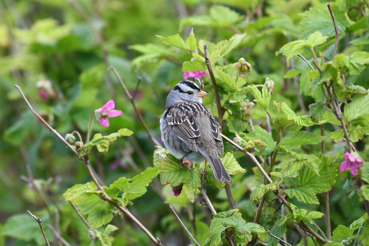 White-crowned Sparrow - Tristan Jobin
