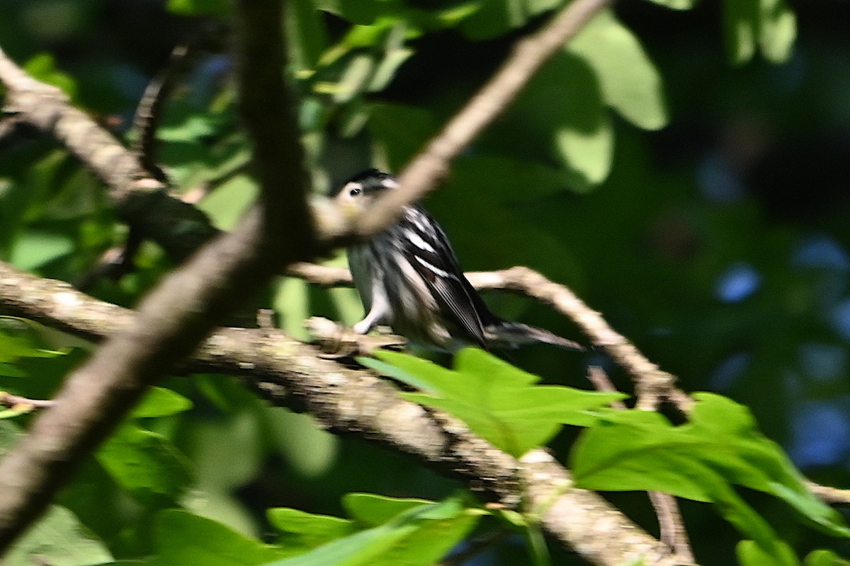 Black-and-white Warbler - ML619002335