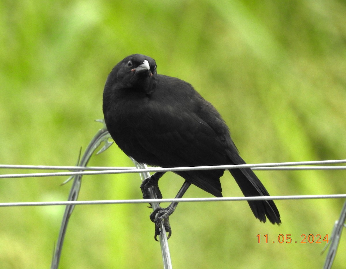 Scrub Blackbird - ML619002358