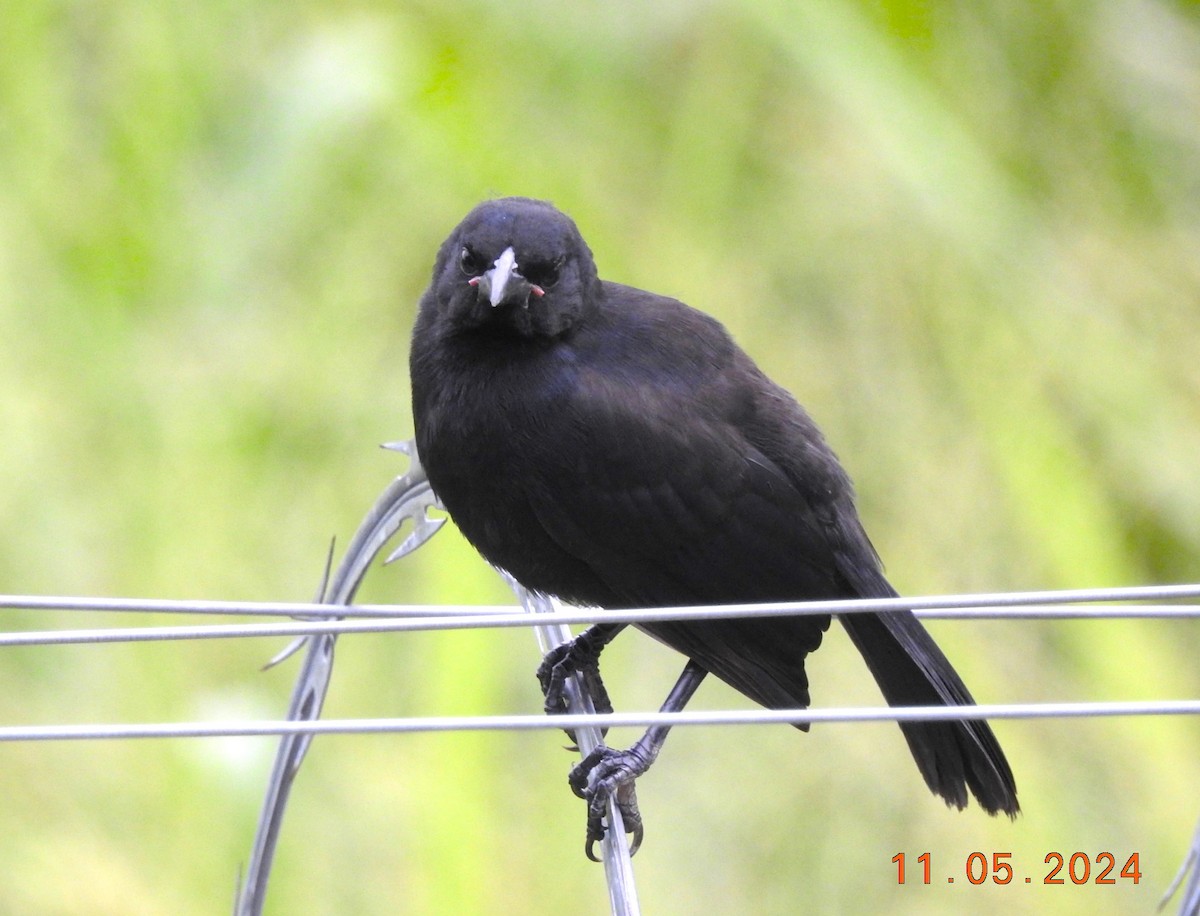 Scrub Blackbird - ML619002359