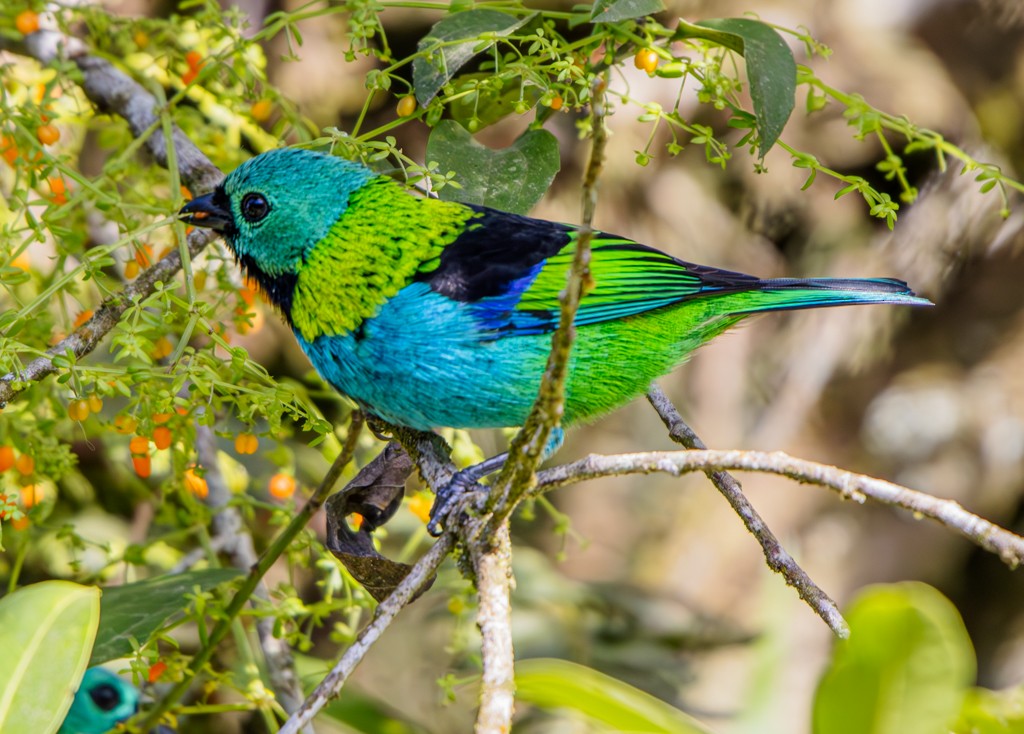 Green-headed Tanager - ML619002411