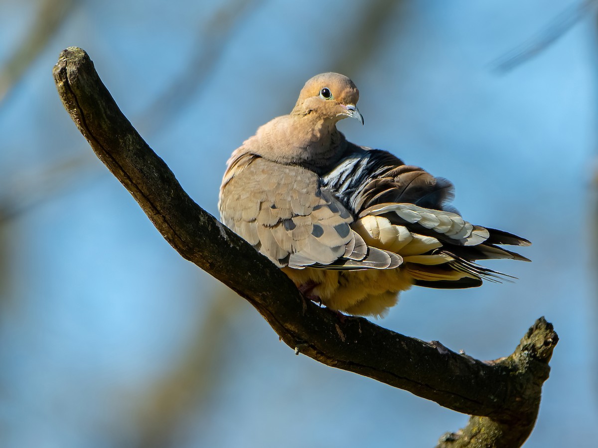 Mourning Dove - Theresa Ray