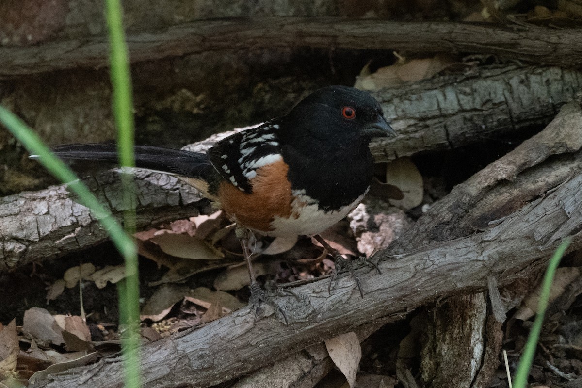 Spotted Towhee - ML619002459