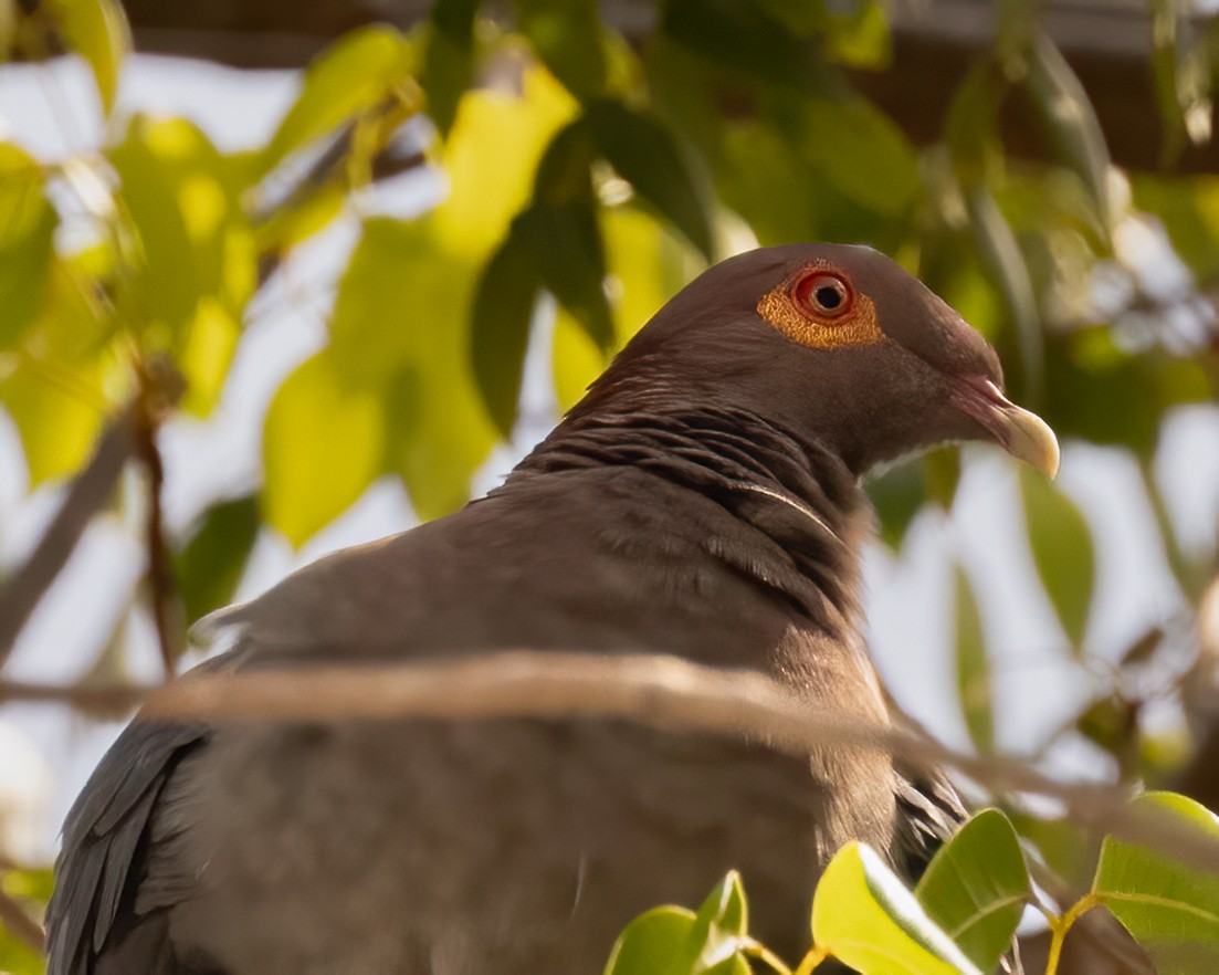 Scaly-naped Pigeon - ML619002465