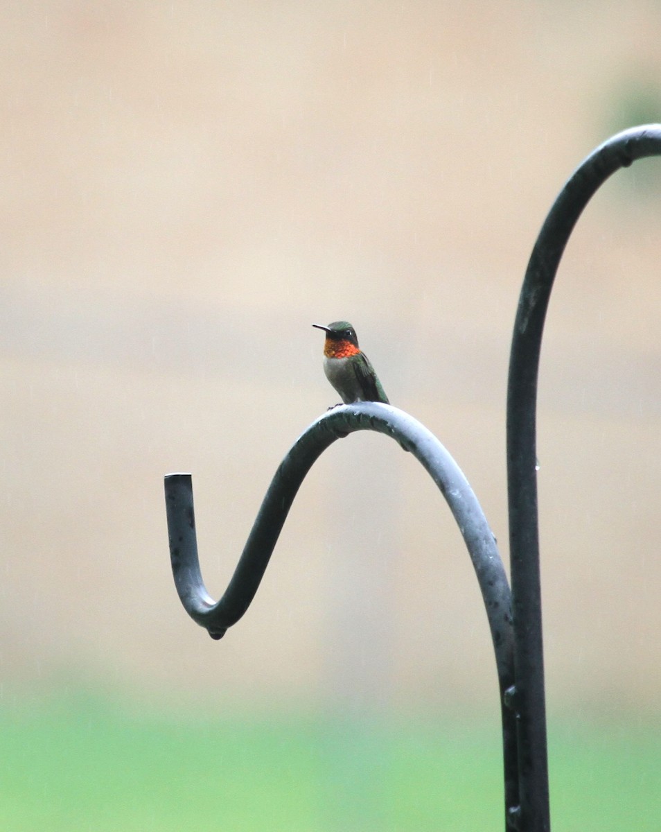 Ruby-throated Hummingbird - Jacob  Wyco