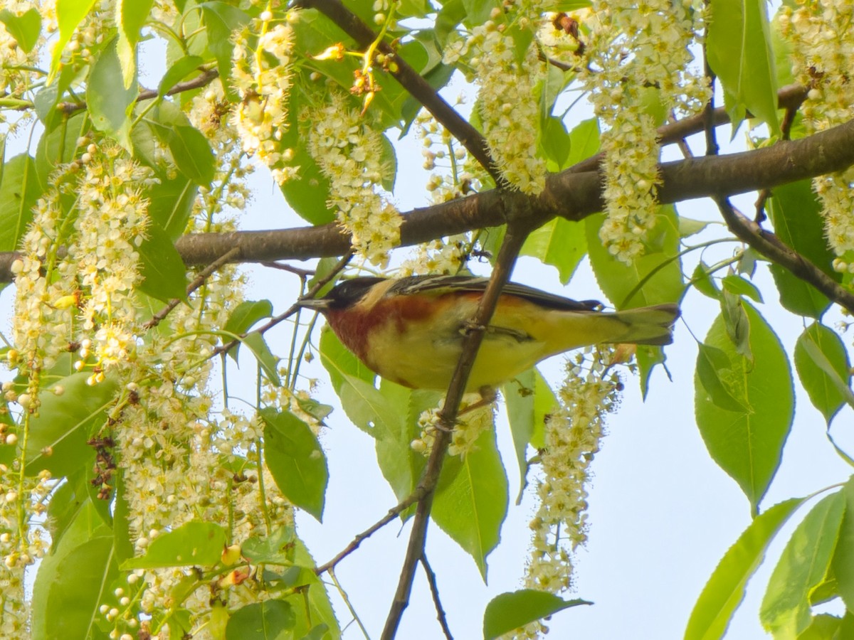 Bay-breasted Warbler - ML619002477