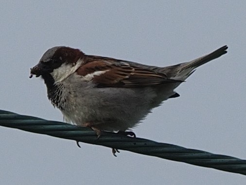House Sparrow - Milton Paul