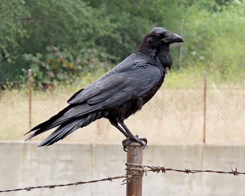 Common Raven - greg slak