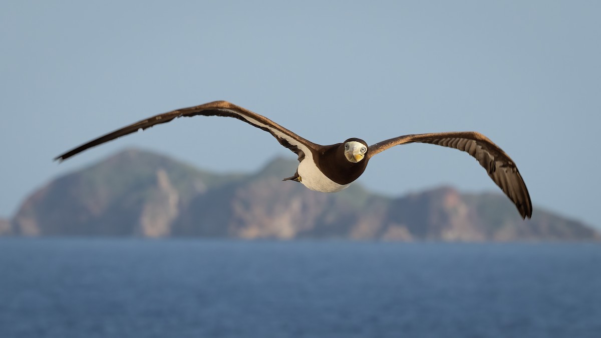 Brown Booby - ML619002504