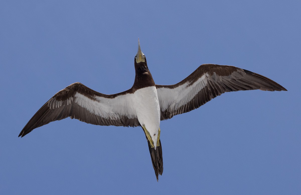 Brown Booby - ML619002505